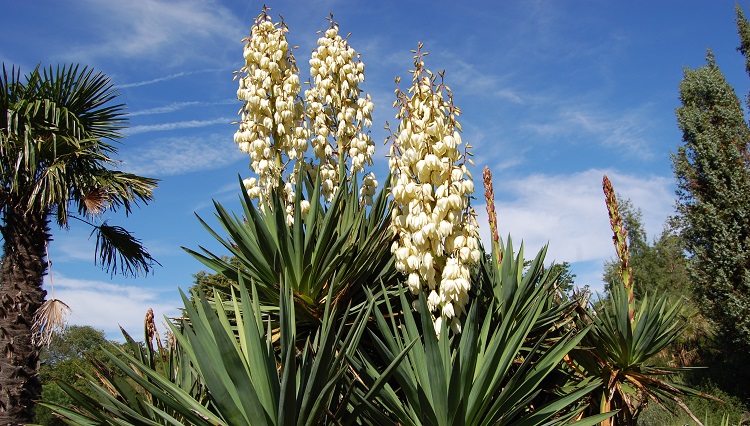 Yucca 