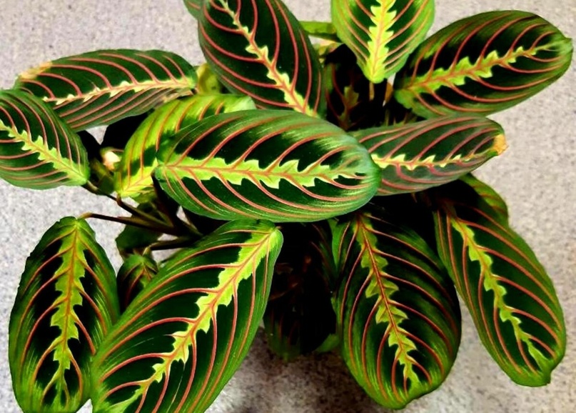 Maranta leuconeura