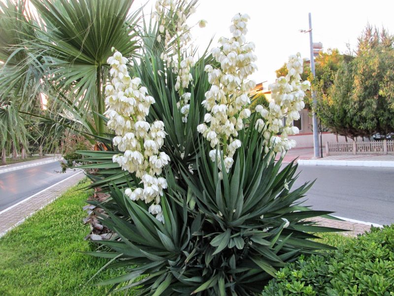 Yucca 