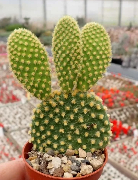 Opuntia microdasys