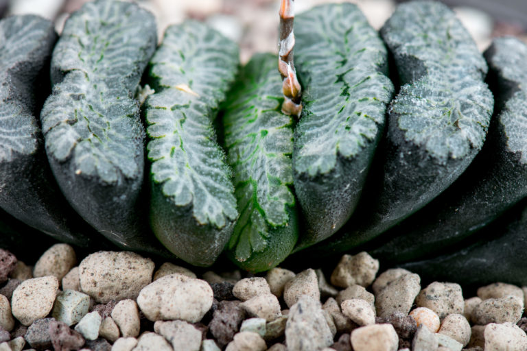 Haworthia truncata