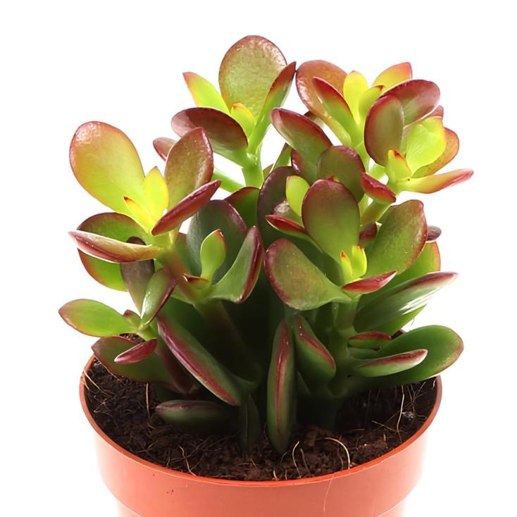 Planta Jade 