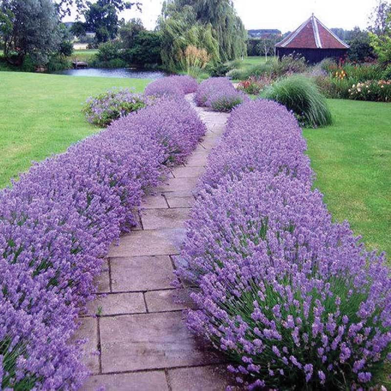 lavanda 