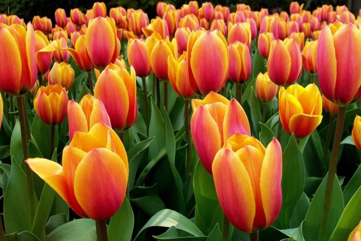 Tulipa