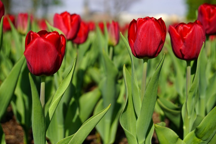 Tulipa