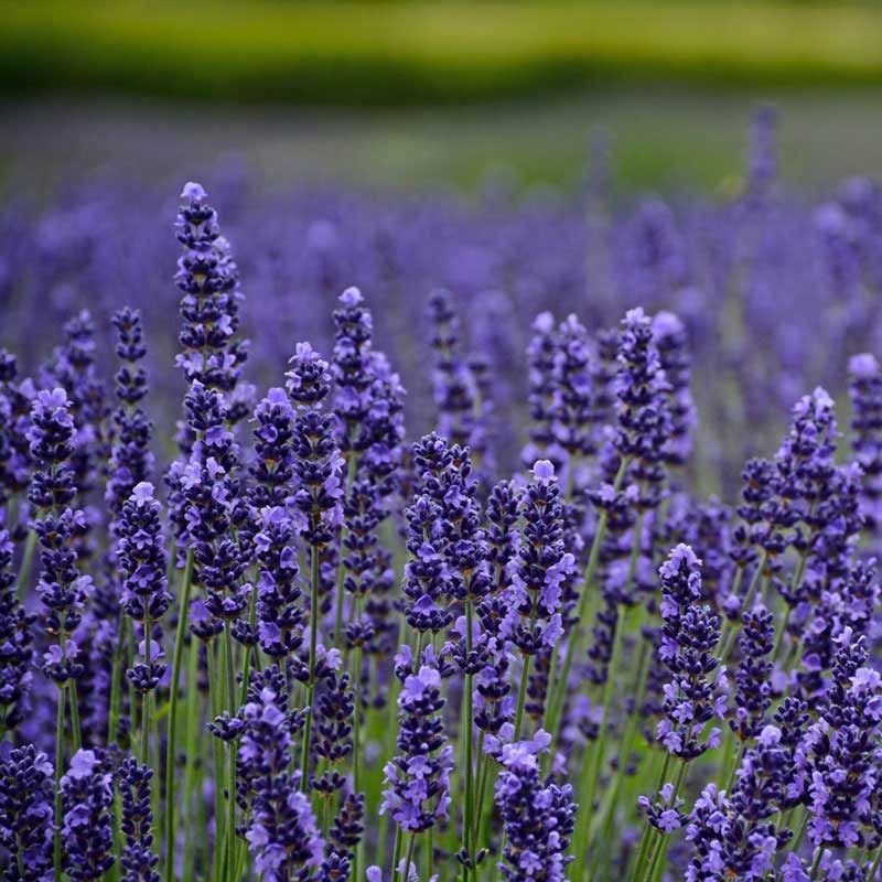 lavanda 