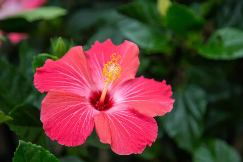 Hibisco 