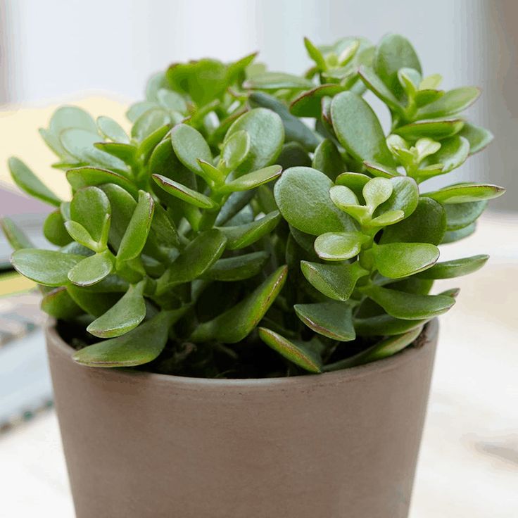 Planta Jade 