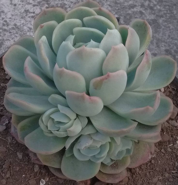 Suculenta Echeveria elegans