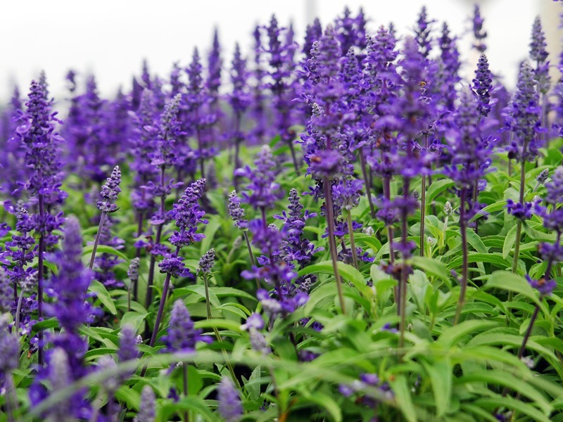 Salvia 