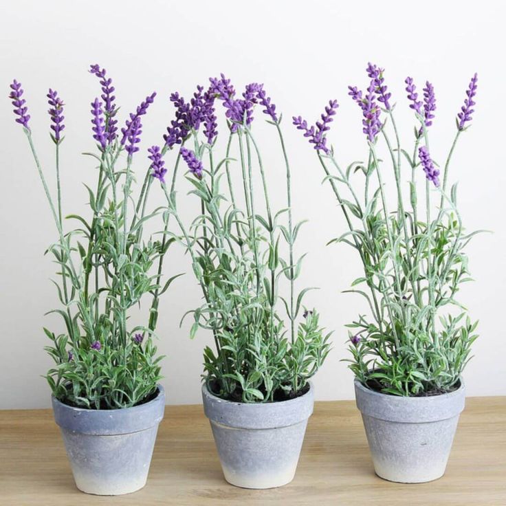 lavanda 