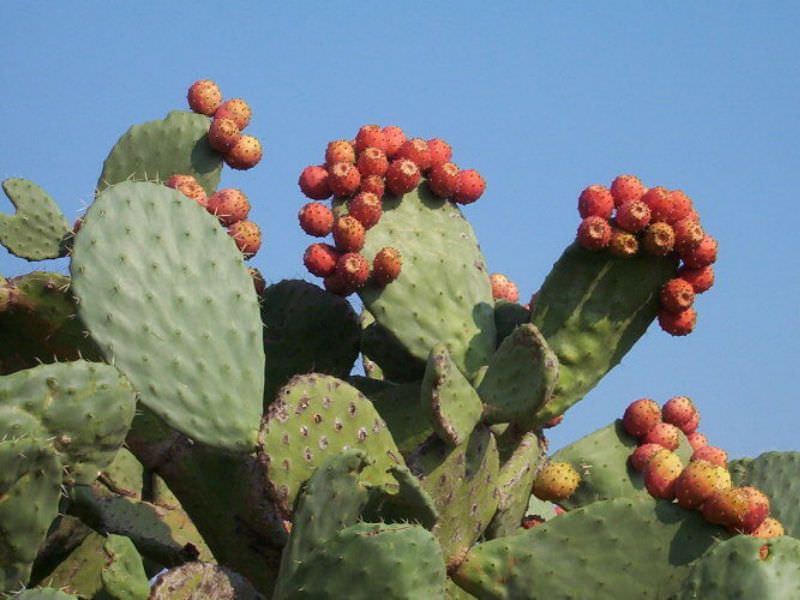 Opuntia ficus-indica