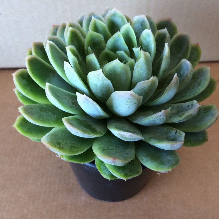 Echeveria elegans