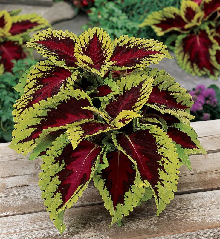 Coleus