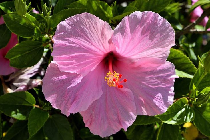 Hibisco 