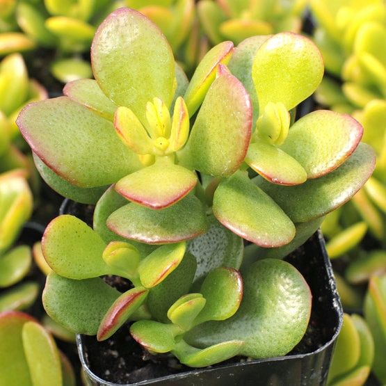 Planta Jade 