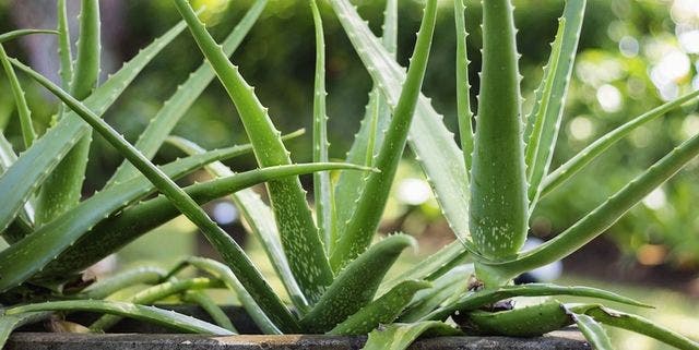 Aloe vera