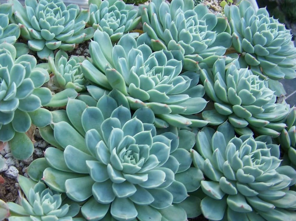 Echeveria elegans