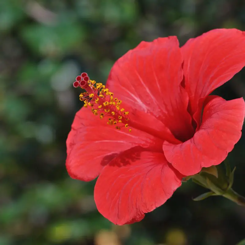 Hibisco 