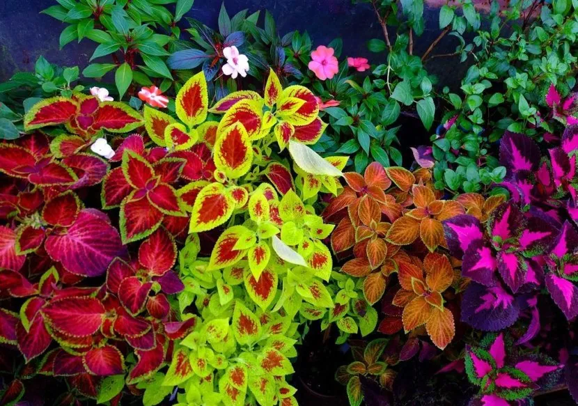 Coleus