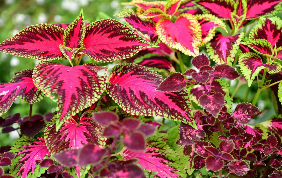 Coleus