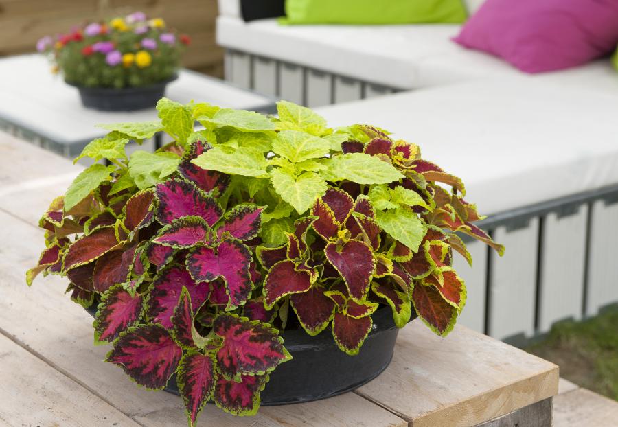 Coleus