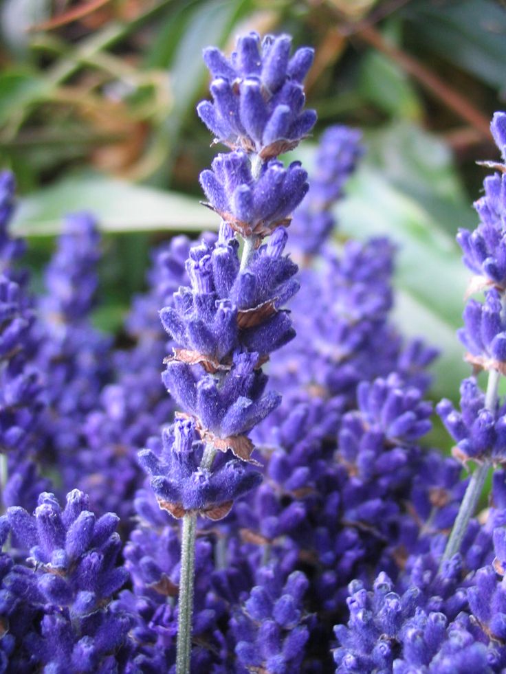 lavanda 