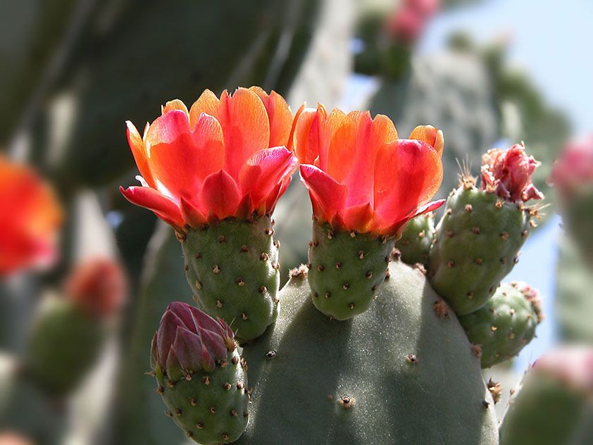 Opuntia ficus-indica