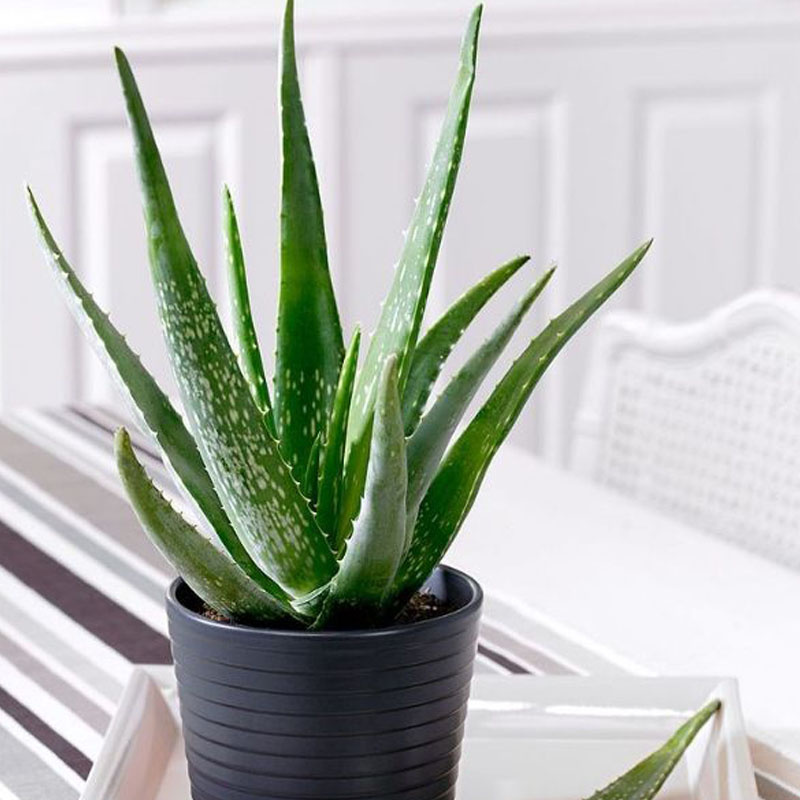 Aloe vera