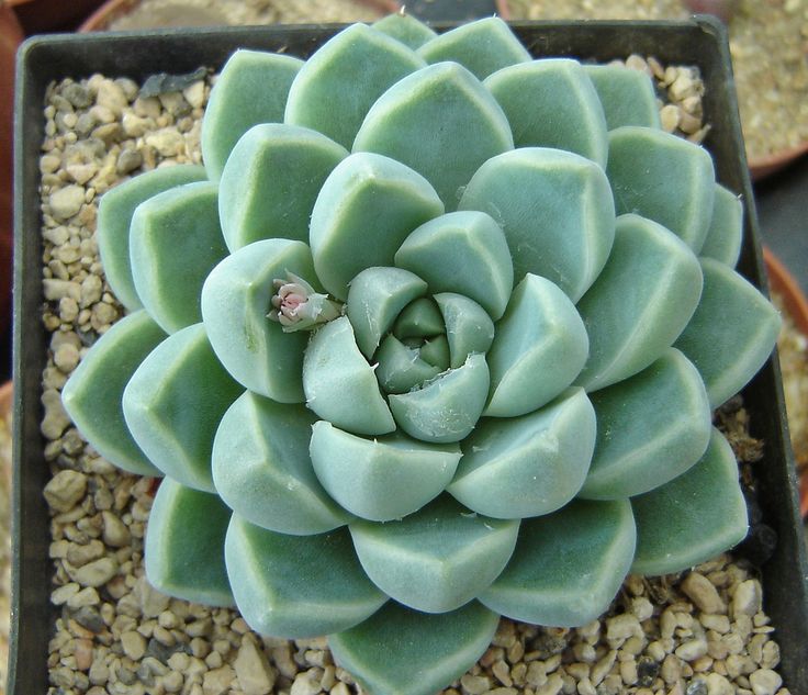 Echeveria elegans