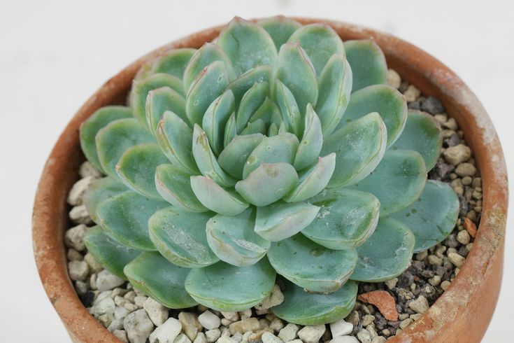 Suculenta Echeveria elegans