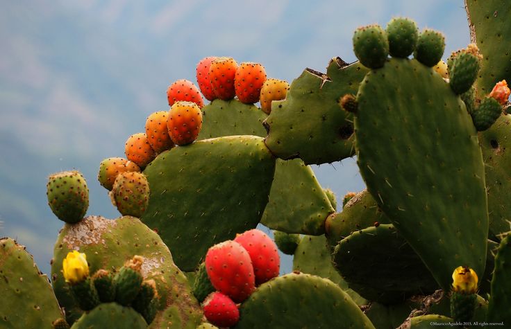 Opuntia ficus-indica