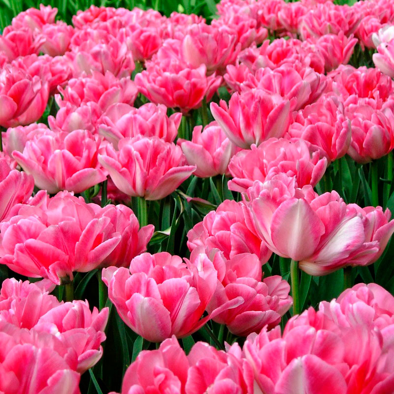 Tulipa