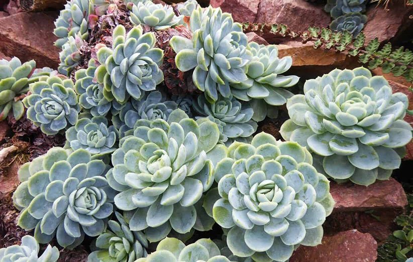 Echeveria elegans