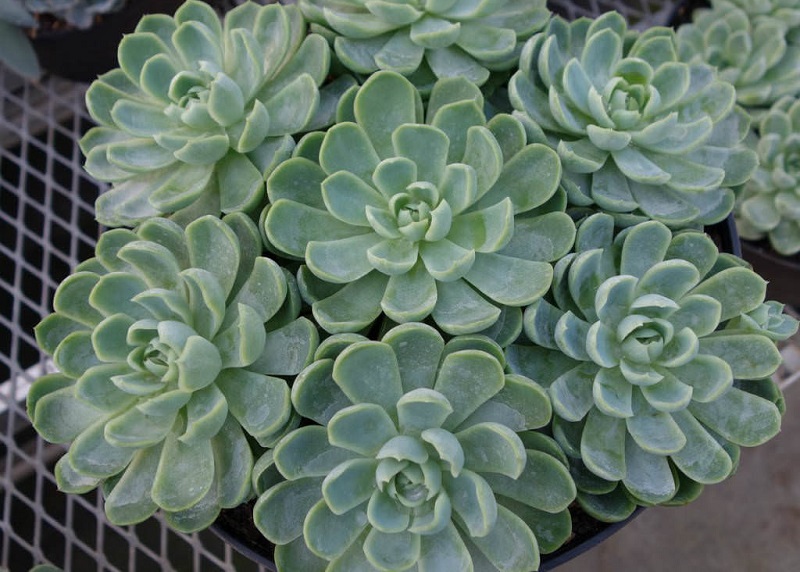 Echeveria elegans