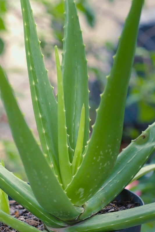 Aloe vera