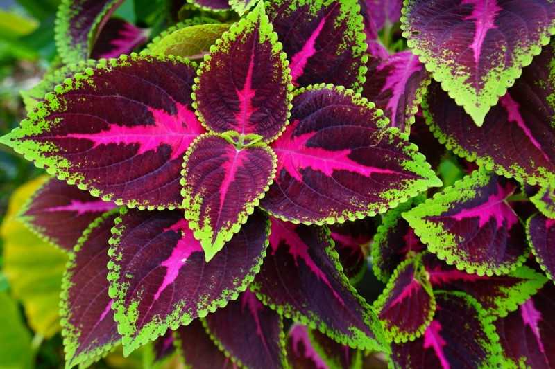 Coleus