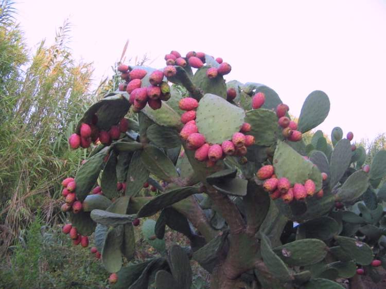 Opuntia ficus-indica