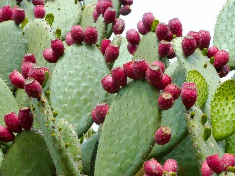 Opuntia ficus-indica