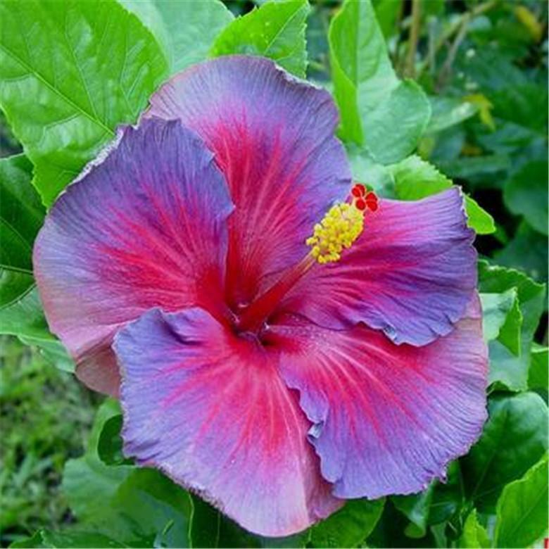 Hibisco 