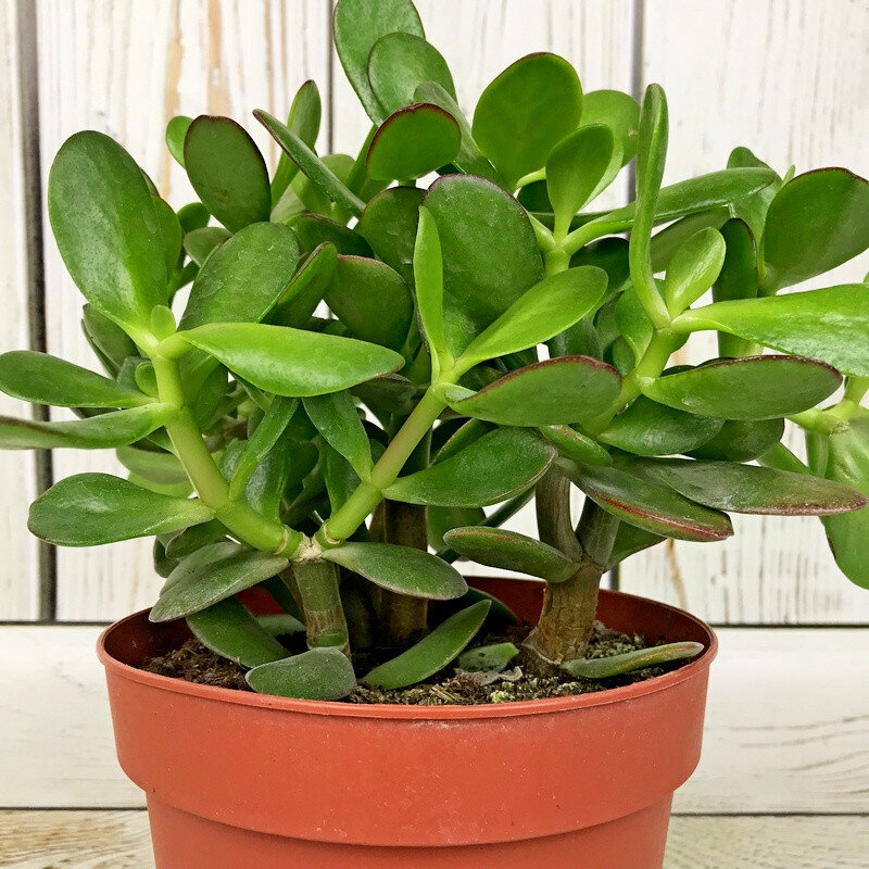 Planta Jade 