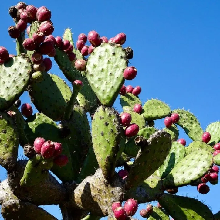 Opuntia ficus-indica