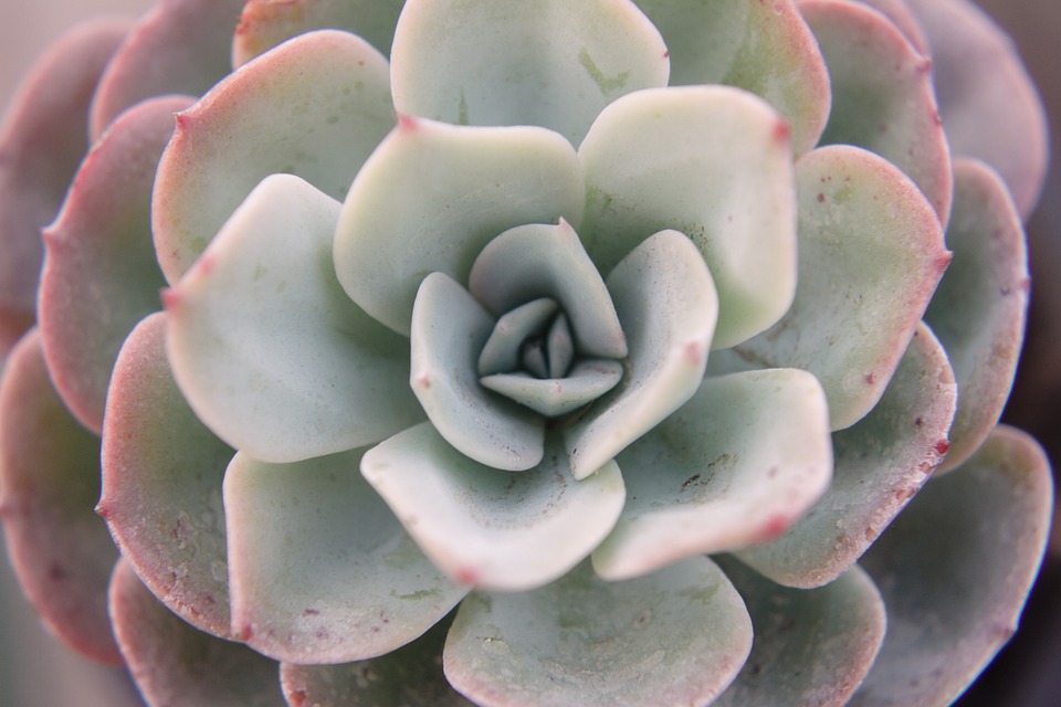 Suculenta Echeveria elegans