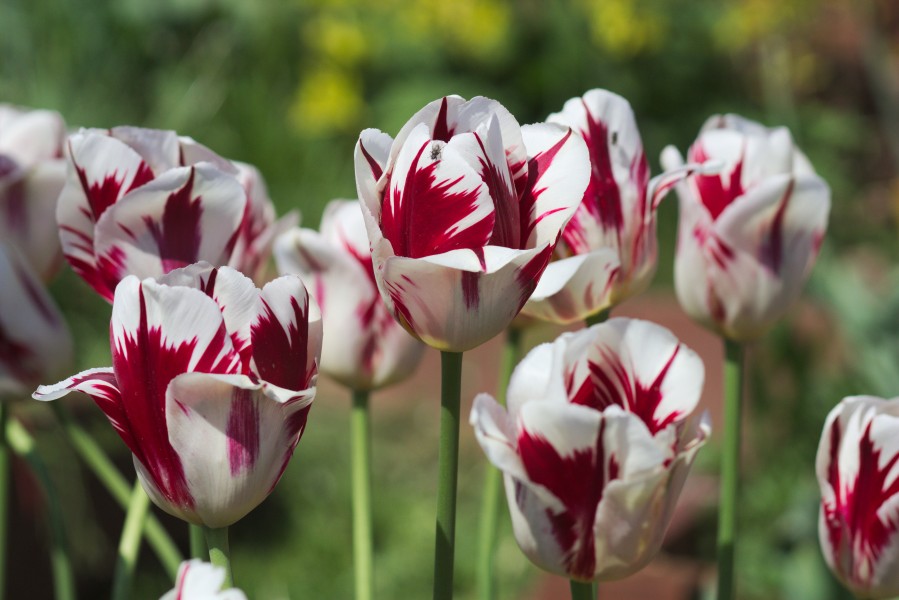 Tulipa