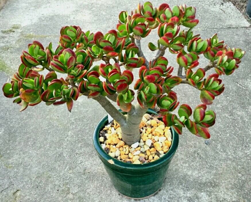 Planta Jade 