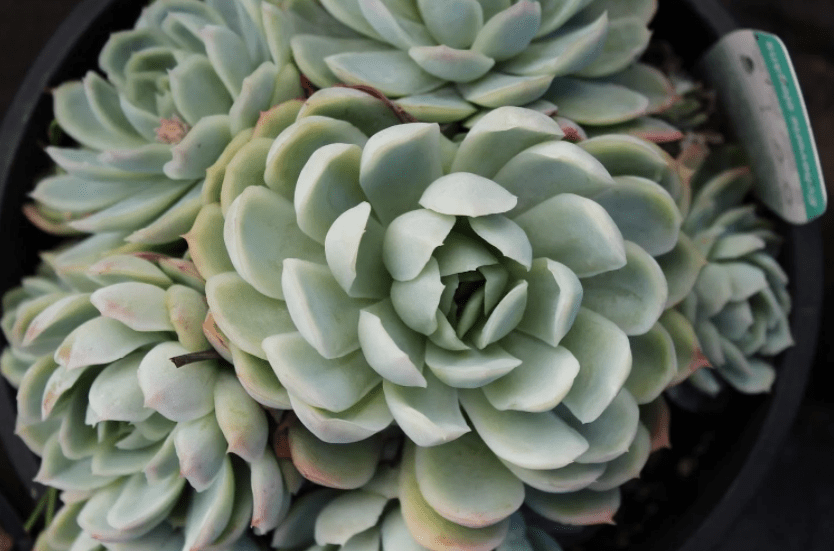 Echeveria elegans