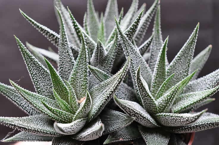 Haworthia fasciata