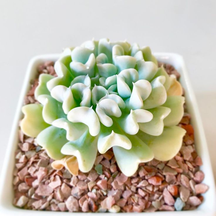 Echeveria Runyonii: Beleza, Facilidade e Como Expandir Sua Coleção de Suculentas