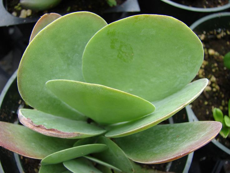 Kalanchoe thyrsiflora