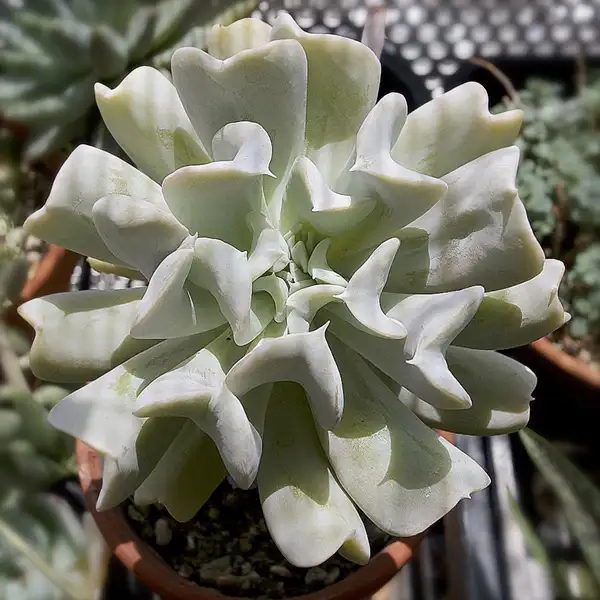 Echeveria Runyonii: Beleza, Facilidade e Como Expandir Sua Coleção de Suculentas